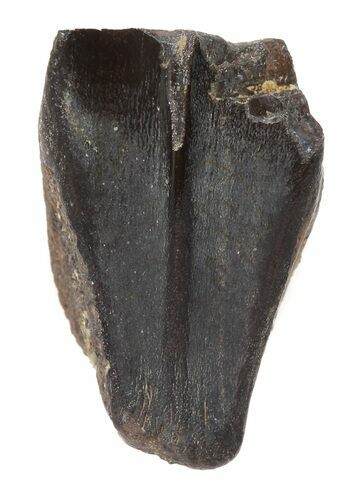 Hadrosaur Tooth (Lambeosaurus?) - Two Medicine Formation #43218